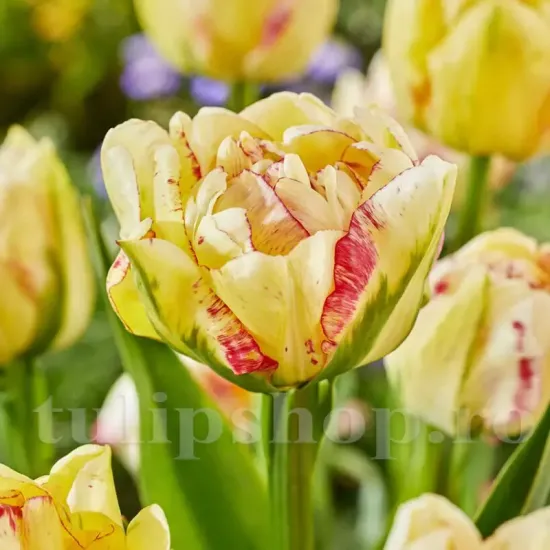 tulipa double shake bulbi lalele duble bujor
