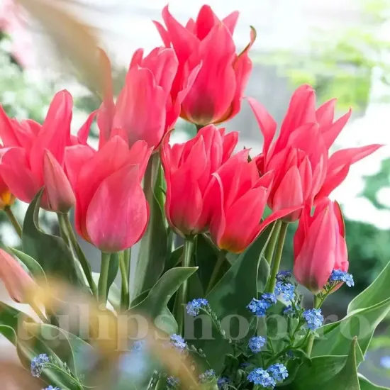 Bulbi Lalele Double Toronto (Tulip) tulipa double toronto bulbi lalele pitice duble