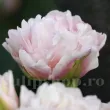 Bulbi Lalele Dreamer (Tulip) tulipa dreamer bulbi lalele batute plantare toamna 110x110