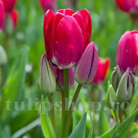 Bulbi Lalele Fiery Club (Tulip) tulipa fiery club bulbi lalele rosii multiple