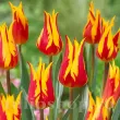 Bulbi Lalele Fire Wings (Tulip) tulipa fire wings bulbi lalele cu fringe lily flowered 110x110