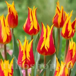 Bulbi Lalele Fire Wings (Tulip)