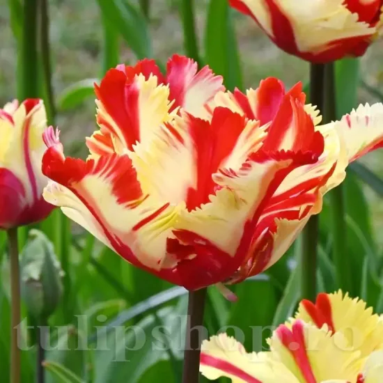 tulipa flaming parrot bulbi lalele papagal mari