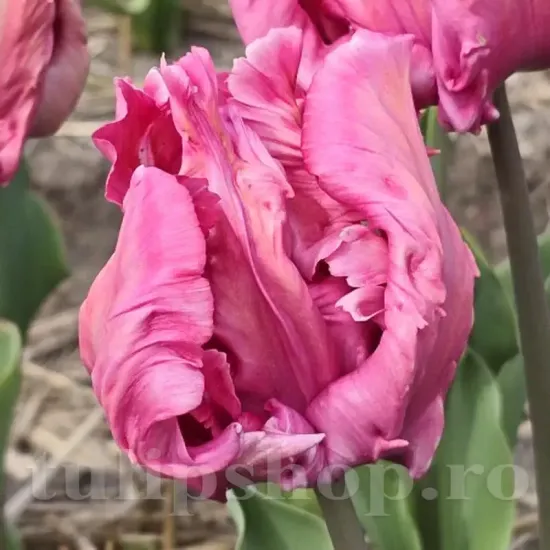 Bulbi Lalele Flamingo Queen (Tulip) tulipa flamingo queen bulbi lalele franjurate plantare toamna
