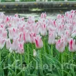 tulipa holland chic bulbi lalele tip crin 110x110