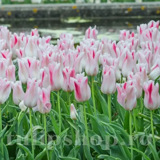 tulipa holland chic bulbi lalele tip crin