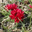 tulipa humilis samantha bulbi lalele pitice bătute 110x110