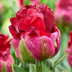 Bulbi Lalele Ice Cream Cranberry (Tulip)