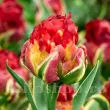 Bulbi Lalele Ice Cream Sorbet (Tulip) tulipa ice cream sorbet bulbi lalele inghetata plantare toamna 110x110