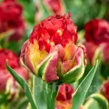 Bulbi Lalele Ice Cream Sorbet (Tulip)