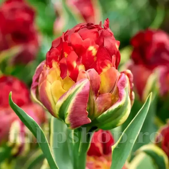Bulbi Lalele Ice Cream Sorbet (Tulip) tulipa ice cream sorbet bulbi lalele inghetata plantare toamna