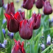 Bulbi Lalele Lasting Love (Tulip) tulipa lasting love bulbi lalele tip crin 110x110