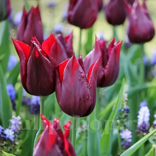 Bulbi Lalele Lasting Love (Tulip) tulipa lasting love bulbi lalele tip crin