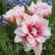 Bulbi Lalele Magic Sensation (Tulip) tulipa magic sensation bulbi lalele duble bujor 110x110