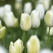 Bulbi Lalele Maureen (Tulip) tulipa maureen bulbi lalele albe mari 110x110