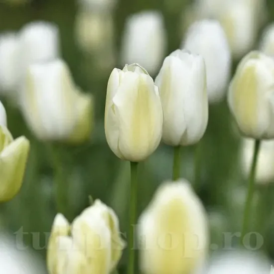 Bulbi Lalele Maureen (Tulip) tulipa maureen bulbi lalele albe mari