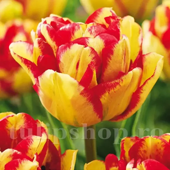 Bulbi Lalele Mayfair (Tulip) tulipa mayfair bulbi lalele roz elegante