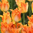 Bulbi Lalele Moonblush (Tulip) tulipa moonblush bulbi lalele pastel triumf 110x110