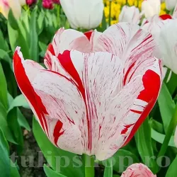 Bulbi Lalele One Direction (Tulip)