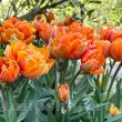 Bulbi Lalele Orange Princess (Tulip) tulipa orange princess bulbi lalele duble oranj 110x110