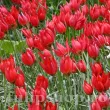 Bulbi Lalele Orphanidea Lizzy (Tulip) tulipa orphanidea lizzy bulbi lalele salbatice plantare toamna 110x110