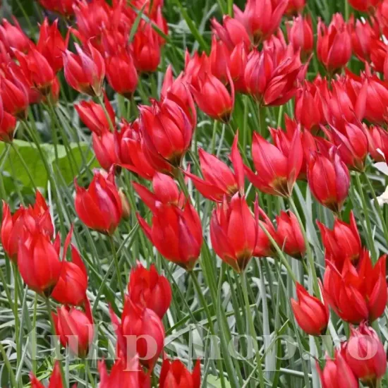 Bulbi Lalele Orphanidea Lizzy (Tulip) tulipa orphanidea lizzy bulbi lalele salbatice plantare toamna