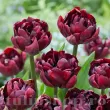 Bulbi Lalele Palmyra (Tulip) tulipa palmyra bulbi lalele batute plantare toamna 110x110