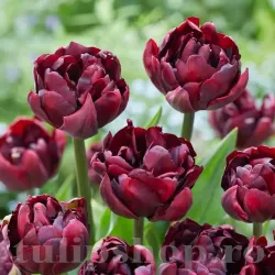 Bulbi Lalele Palmyra (Tulip) Bulbi Lalele Palmyra (Tulip)