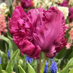 Bulbi Lalele Parrot Prince (Tulip)