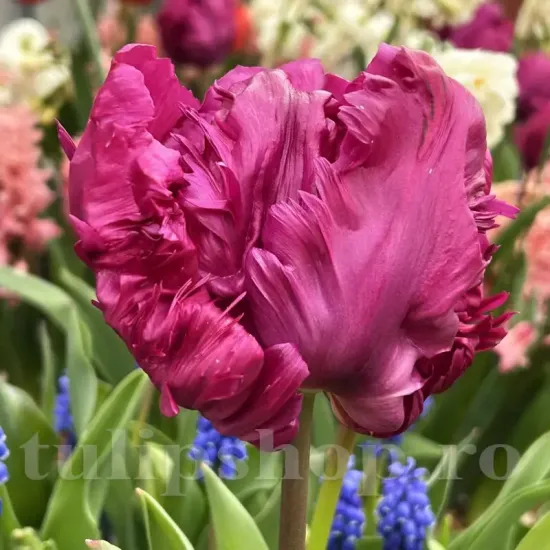 Bulbi Lalele Parrot Prince (Tulip) tulipa parrot prince bulbi lalele franjurate plantare toamna