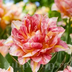 Bulbi Lalele Peptalk (Tulip) Bulbi Lalele Peptalk (Tulip)
