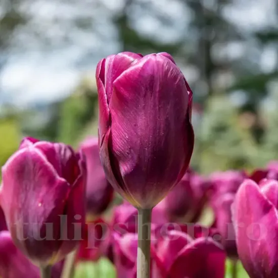 Bulbi Lalele Purple Lady (Tulip) tulipa purple lady bulbi lalele mov elegante