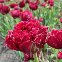 Bulbi Lalele Qatar (Tulip)