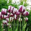Bulbi Lalele Rem's Favorite (Tulip) tulipa rems favorite bulbi lalele bicolore flacari purpurii 110x110