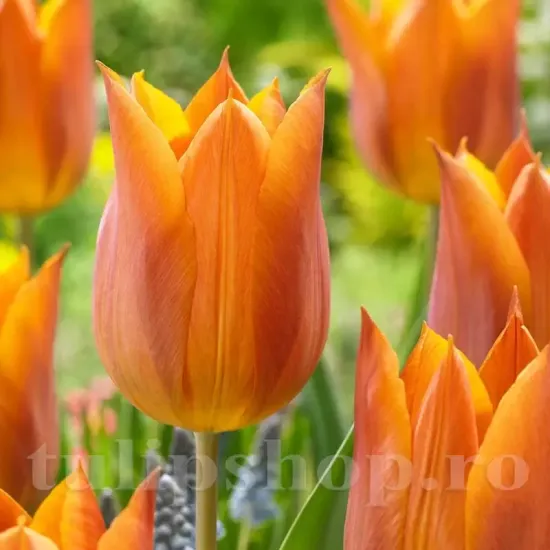 Bulbi Lalele Request (Tulip) tulipa request bulbi lalele bronz plantare toamna