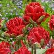 Bulbi Lalele Rococo Double (Tulip) tulipa rococo double bulbi lalele batute franjurate 110x110