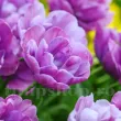 tulipa rosy diamond bulbi lalele batute plantare toamna 110x110