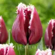 Bulbi Lalele San Pablo (Tulip) tulipa san pablo bulbi lalele franjurate margini albe 110x110