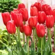 Bulbi Lalele Sky High Scarlet (Tulip) tulipa sky high scarlet bulbi lalele rosii mari 110x110