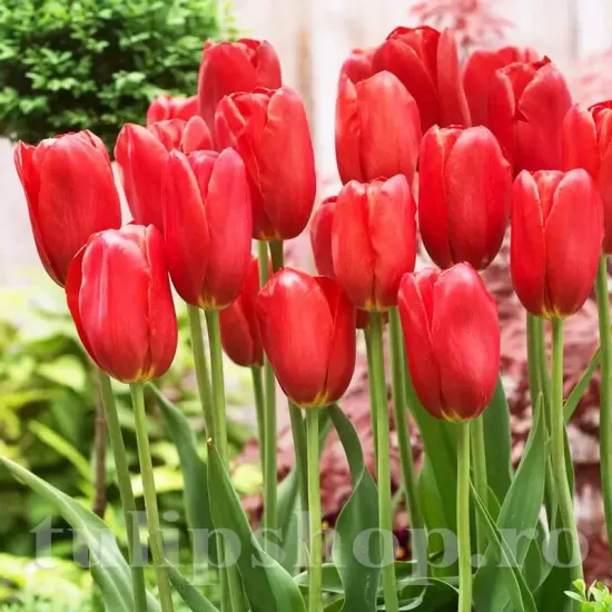 Bulbi Lalele Sky High Scarlet (Tulip) tulipa sky high scarlet bulbi lalele rosii mari