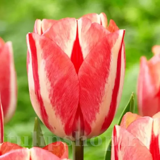 Bulbi Lalele Spring Break (Tulip) tulipa spring break bulbi lalele bicolore flacari roz