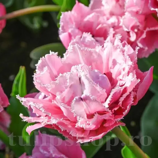 Bulbi Lalele Sugar Crystal (Tulip) tulipa sugar crystal bulbi lalele batute plantare toamna