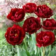 Bulbi Lalele Uncle Tom (Tulip) tulipa uncle tom bulbi lalele duble bujor 110x110