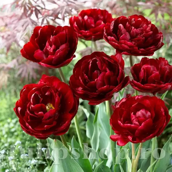 Bulbi Lalele Uncle Tom (Tulip) tulipa uncle tom bulbi lalele duble bujor