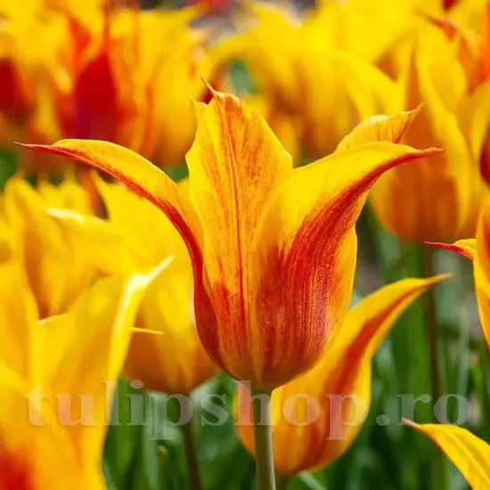 Bulbi Lalele Vendee Globe (Tulip) tulipa vendee globe bulbi lalele lily flowered portocaliu