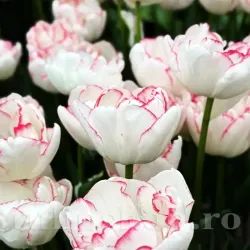 Bulbi Lalele Wild Romance (Tulip) Bulbi Lalele Wild Romance (Tulip)