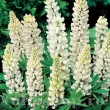 Bulbi Lupin Alb bulbi lupin alb floare perena alba 110x110