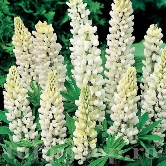 bulbi lupin alb floare perena alba