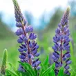 bulbi lupin albastru floare perena spic 110x110