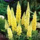 bulbi lupin galben floare perena luminoasa